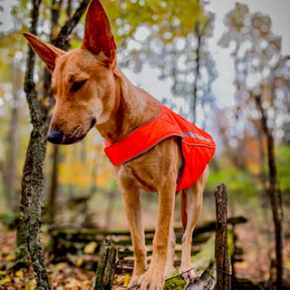 Dog Vests