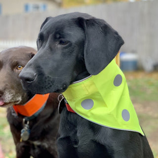 Spot the Dog Reflective Bandana - Reversible Orange/Yellow