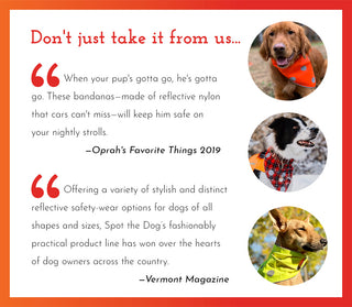 Spot the Dog Reflective Collar - Orange